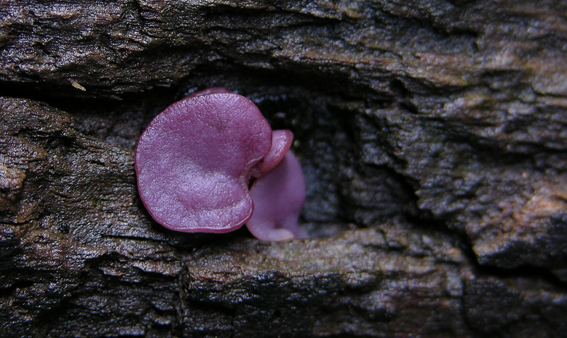 Per funghi...nella valle dell''Orco.